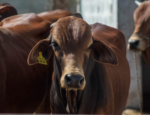 Cambiamento climatico e allevamenti intensivi del gruppo Cremonini – Generazioni Future ha avviato un’iniziativa innanzi il PCN Italiano